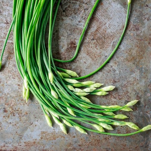 Seed Needs Chive Seeds for Planting Garlic Chives - Non-GMO Heirloom & Untreated Perennial Herbs to Grow an Indoor or Outdoor Home Herb Grown Garden (1 Pack)