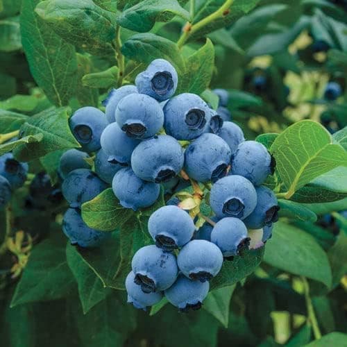 1000+ Mixed Fruit Seeds for Planting - Strawberry Raspberry Blueberry & Grape Seeds Fresh Fruit - Individually Packaged