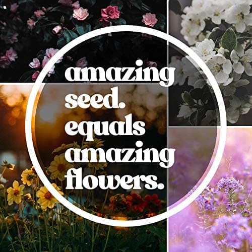 Wildflower Seed Bulk, 3 Oz. (80,000+ Seeds) – 19 Non-GMO Flower Seeds for Shade, Annual & Perennial Wild Flowers Mix for Partial Shade – Shade Tolerant by Mountain Valley Seed