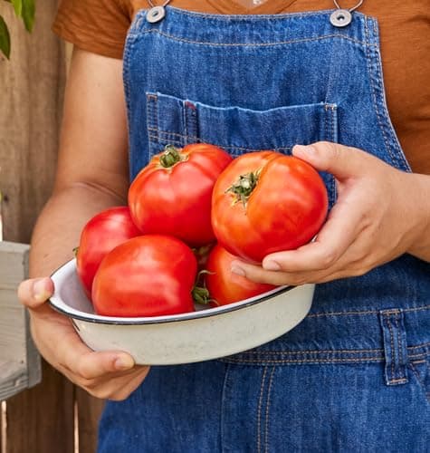 Burpee 'Celebrity' Hybrid Red Tomato Slicer 35 Non-GMO Seeds for Planting Disease-Resistant and Award-Winning Variety Big Juicy Tomato for Summer Sandwiches