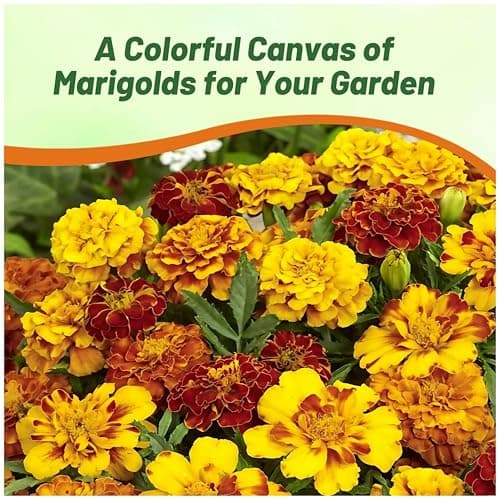 Outsidepride French Marigold Seeds Mix - 1000 Pcs Annual, Compact, Heat & Drought Tolerant Flower Seeds for Planting w/Orange & Yellow Prolific Blooms, Ideal for Vibrant Pollinator Gardens