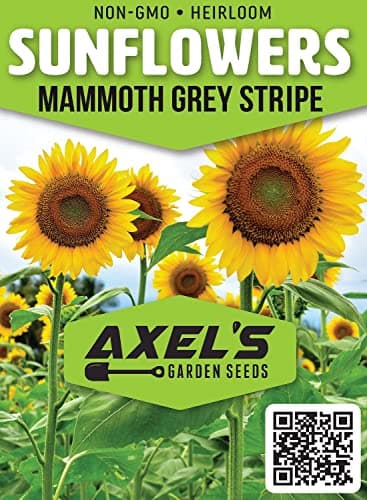 Mammoth Sunflower Seeds for Planting - Grow Giant Sun Flowers in Your Garden - 50 Non GMO Heirloom Seeds - Full Planting Instructions for Easy Grow - Great Gardening Gifts (1 Packet)