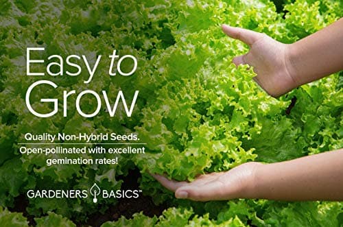 Gardeners Basics, Green Leaf Lettuce Seeds for Planting - (Black Seeded Simpson Variety) Heirloom, Non-GMO Lettuce Variety- 2 Grams Seed Great for Spring, Summer, Fall, Winter Garden and Hydroponics