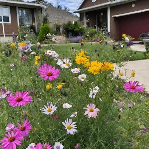 Drought Tolerant Wildflower Seed Mix, Covers 325 Sq Ft, 15 Flower Varieties, Over 67,000 Seeds, Created By Nature