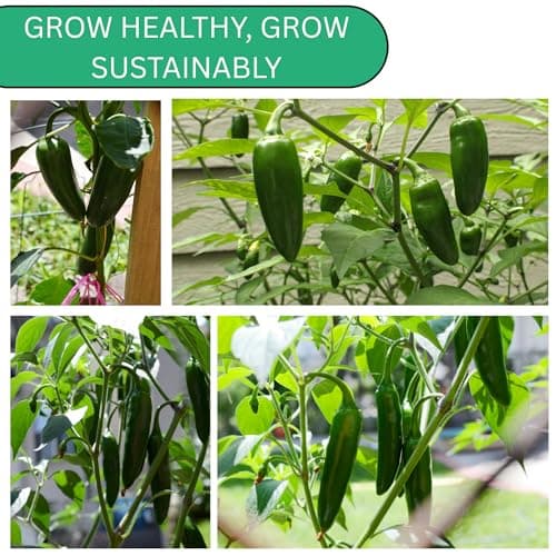 Jalapeño TAM Hot Pepper Seeds for Planting - Over 180 Heirloom Non-GMO Jalapeno Seeds for Planting - Beginner Friendly Jalapeno Pepper Seed Pack for Indoor, Outdoor & Home Garden