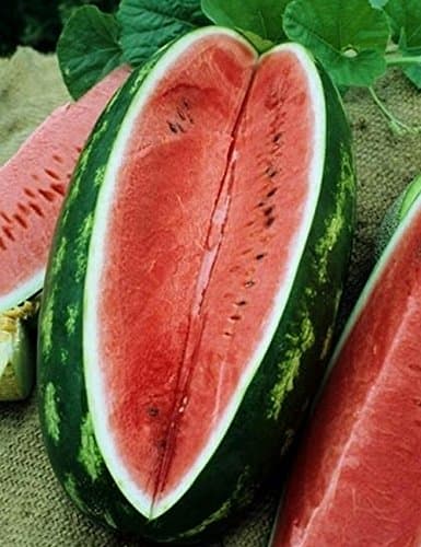50 Congo Watermelon Seeds for Planting Heirloom and Non GMO 7 Grams of Seeds Garden Vegetable Bulk Survival Zones 3-12, green