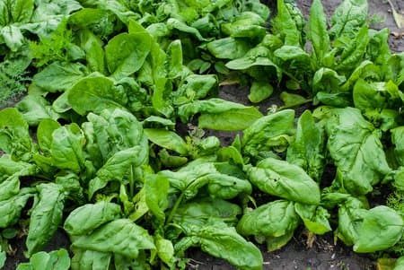 500 Bloomsdale Spinach Seeds - Heirloom Non-GMO USA Grown - for Use Indoors, Outdoors, or with Hydroponics by RDR Seeds