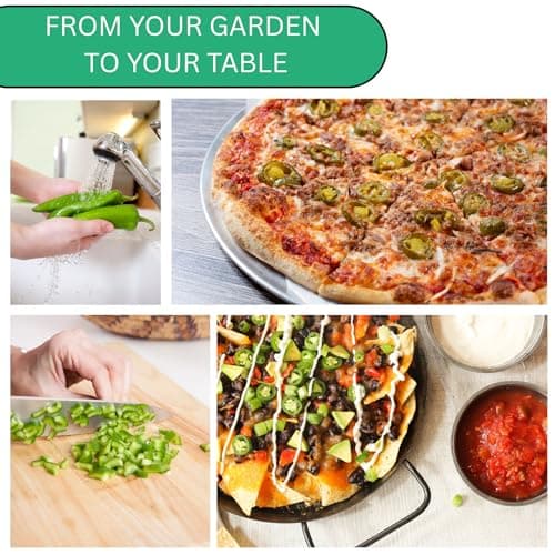 Jalapeño TAM Hot Pepper Seeds for Planting - Over 180 Heirloom Non-GMO Jalapeno Seeds for Planting - Beginner Friendly Jalapeno Pepper Seed Pack for Indoor, Outdoor & Home Garden