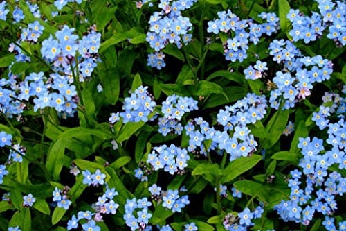 UtopiaSeeds Forget Me Not Seeds - Approximately 5000 Seeds - Shade Tolerant Ground Cover