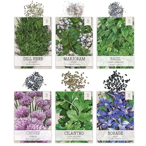 Seed Needs Herb Seeds Variety Pack Culinary Herb Collection (12 Individual Packets for Planting Indoors or Outdoors) Grow Your Own Herb Garden - Heirloom, Non-GMO