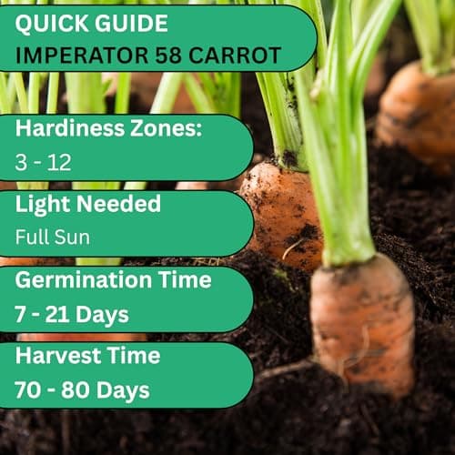 Imperator 58 Carrot Seeds for Planting - Over 1,000 Heirloom Carrot Seed Pack - Non-GMO Carrots Seeds for Planting Outdoors or Indoors - Beginner Friendly Vegetable Gardening