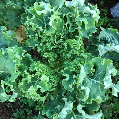 1000 Seeds Kale Seeds for Planting, Heirloom, Non-GMO Vegetable Variety - Great for Indoor, Outdoor Open Pollinated