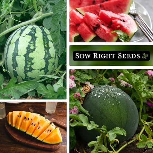 Sow Right Seeds - Watermelon Fruit Seeds Collection for Planting - Crimson Sweet, Allsweet, Sugar Baby, Tendersweet, and Orangeglo Melons - Non-GMO Heirloom Seeds to Plant a Home Vegetable Garden