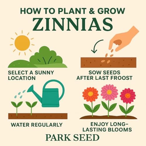 Park Seed Zinnia Flower Planting Seeds, Easy to Grow, Perfect for Spring Garden, Hidden Dragon, Pack of 50