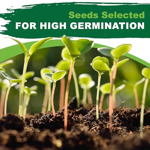 Oregano Seeds for Planting, 3000+ Non-GMO Heirloom Seeds, 500mg, Open Pollinated Perennial Herb, Origanum vulgare, for Indoor & Outdoor Gardens, Qty 1