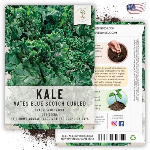 Seed Needs, Vates Blue Scotch Curled Kale Seeds - 300 Heirloom Seeds for Planting Brassica oleracea - Garden Fresh Vegetables, Non-GMO & Untreated (1 Pack)