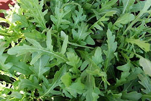 Gaea's Blessing Seeds - Arugula Seeds - Roquette Rocket Heirloom - Non-GMO Seeds with Easy to Follow Planting Instructions - 90% Germination Rate (Pack of 1)