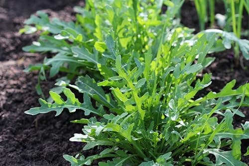 Arugula Seeds for Planting, Slow Bolt, 800+ Heirloom, Non-GMO Vegetable Seeds, Grow Peppery Greens Indoors or Outdoors, Perfect for Microgreens, Includes Instructions, Qty 1