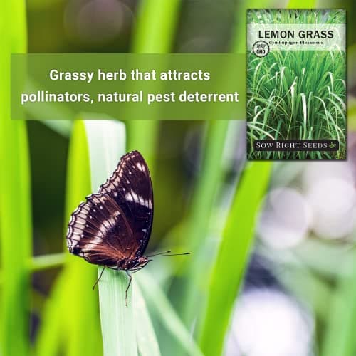 Sow Right Seeds - Lemon Grass Seed for Planting - Non-GMO Heirloom Packet with Instructions for Easy Planting and Growing an Herb Garden - Indoor or Outdoors - Delicious Culinary Herb (1)