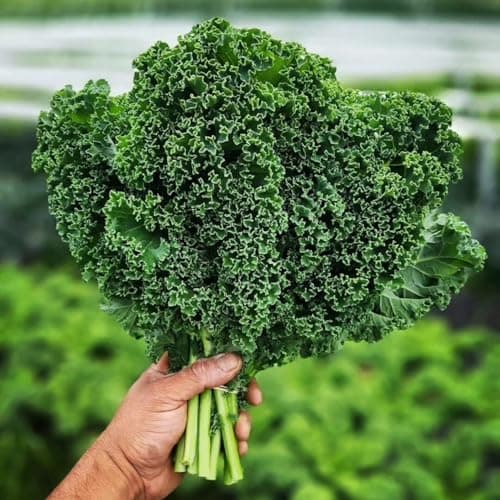 1000 Seeds Kale Seeds for Planting, Heirloom, Non-GMO Vegetable Variety - Great for Indoor, Outdoor Open Pollinated