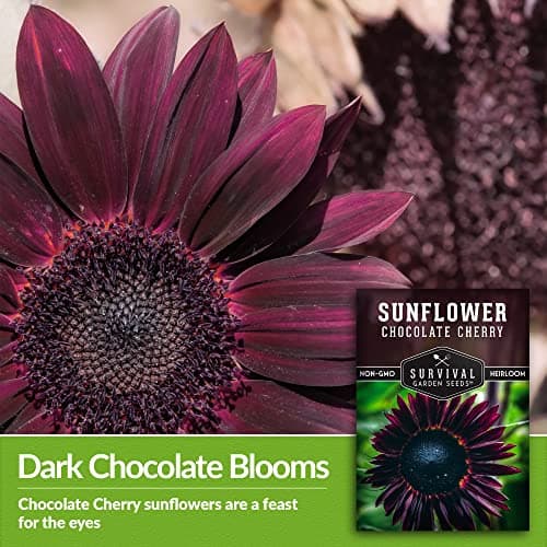 Survival Garden Seeds Chocolate Cherry Sunflower Seed for Planting - Packet with Instructions to Plant & Grow Beautiful Flowers in Your Home Vegetable & Flower Garden - Non-GMO Heirloom Variety (1)