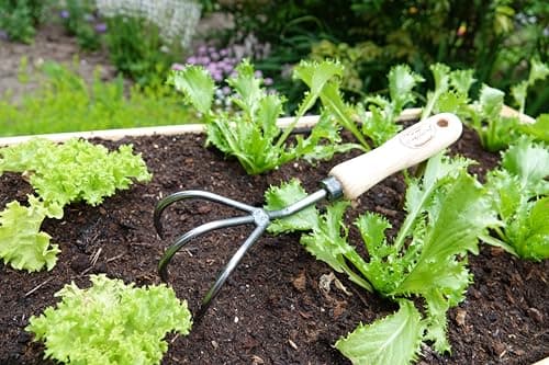 Tierra Garden DeWit 3-Tine Cultivator with Short Handle, Works as Garden Hoe and Tiller (31-0904)