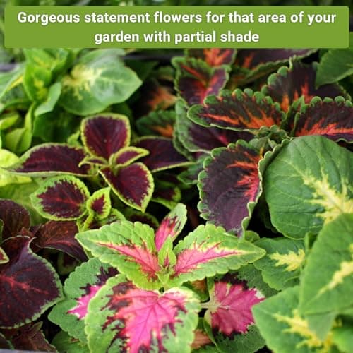 Sow Right Seeds - Part Shade Flower Seed Collection for Planting - 5 Packets Blue Columbine, Violet, English Daisy, Forget-me-not, and Rainbow Coleus - Non-GMO Heirloom to Grow in Low Sun Areas