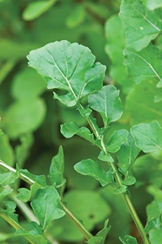 Burpee Rocket Arugula Seeds 2000 seeds