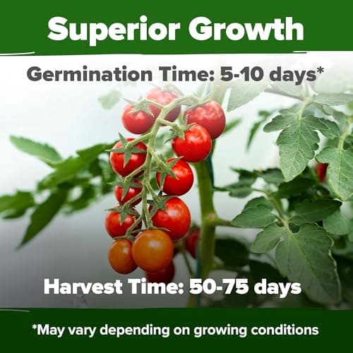 HOME GROWN Large Red Cherry Tomato Seeds Pack -500 Non-GMO Heirloom Tomato Seeds for Planting (Solanum lycopersicum) Vegetable Seeds for Homesteading, Sustainable Living, and Self-Sufficient Gardening