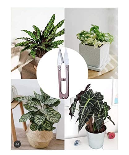 3 Pack 4.1Inch Bonsai Pruning Scissors, Bud And Leaves Trimmer Yarn Thread Cutter Snips Trimming Supplies, Garden Plants, Gardening Clippers Flower, Stainless Steel Pruners Trimmers