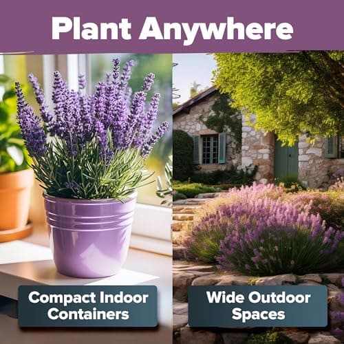 HOME GROWN 𝗣𝗥𝗘𝗠𝗜𝗨𝗠 English Lavender Seeds 2 Pack,3000 𝗡𝗢𝗡-𝗚𝗠𝗢,𝗨𝗦𝗔-𝗦𝗢𝗨𝗥𝗖𝗘𝗗 Wildflower Seed for Planting Indoor/Outdoor,High Germination,Plant Flower Seeds(Lavandula antustifolia)
