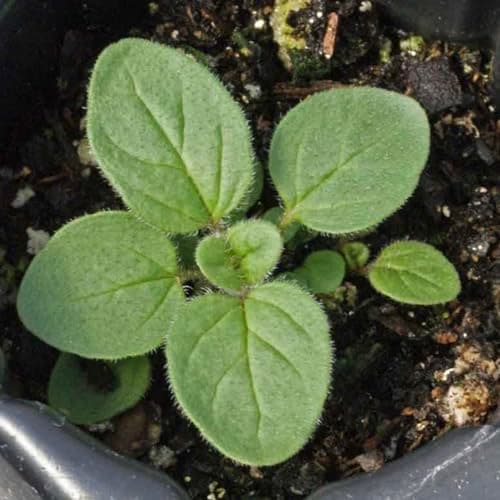 Seed Needs Oregano Seeds for Planting Italian Herbs - Non-GMO, Heirloom & Untreated Culinary Herb - Grow Indoors or Outdoors for a Kitchen Garden (1 Pack)