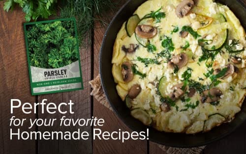 Gardeners Basics, Curled Parsley Seeds for Planting Indoors and Outdoors Heirloom, Open-Pollinated, Non-GMO Curly Herb Variety- Great for Home Gardens and More