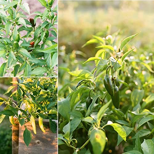 Sereniseed Certified Organic Hot Pepper Seeds (10-Pack) – Non GMO, Open Pollinated – Jalapeño, Cal Wonder, Banana, Serrano, Shishito, Red Habanero, Poblano, Cayenne and More