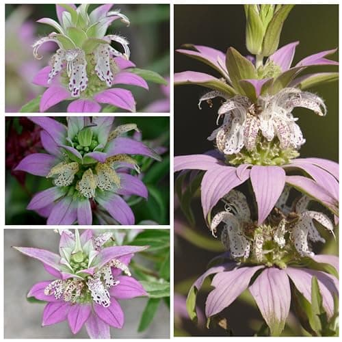 Seed Needs Spotted Bee Balm Seeds - 300 Heirloom Seeds for Planting Monarda punctata - Medicinal Horsemint Herb, Open Pollinated, Attracts Pollinators (1 Pack)