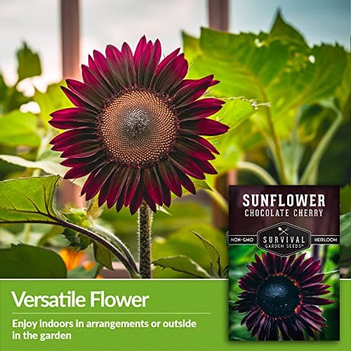 Survival Garden Seeds Chocolate Cherry Sunflower Seed for Planting - Packet with Instructions to Plant & Grow Beautiful Flowers in Your Home Vegetable & Flower Garden - Non-GMO Heirloom Variety (1)