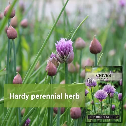 Sow Right Seeds - Common Chives Seed for Planting - Non-GMO Heirloom Packet with Instructions to Plant and Grow Kitchen Herb Garden Indoor or Outdoor - Mild Onion Flavor (1)