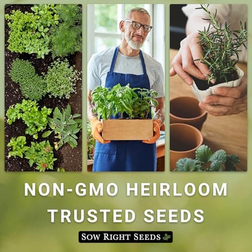 Sow Right Seeds - Common Chives Seed for Planting - Non-GMO Heirloom Packet with Instructions to Plant and Grow Kitchen Herb Garden Indoor or Outdoor - Mild Onion Flavor (1)