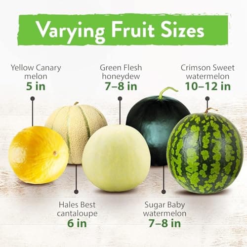 HOME GROWN Melon Seeds Variety Pack – 5 𝗡𝗢𝗡-𝗚𝗠𝗢 Heirloom Fruit Seeds: Watermelon, Cantaloupe, Honeydew, Sugar Baby & Melon – High Germination 𝗨𝗦𝗔 for Planting Home Garden Indoors.