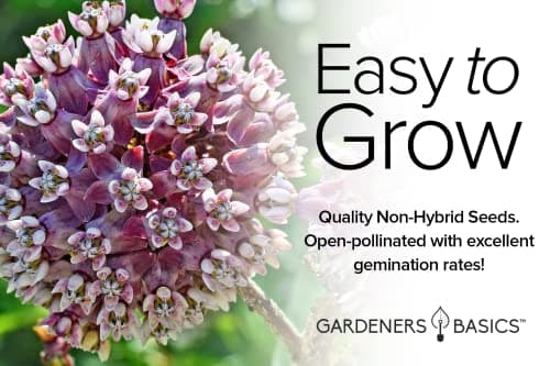 Gardeners Basics, Milkweed Seeds for Monarch Butterflies (4 Variety Pack) Common, Showy, Butterfly and Rose Varieties Attracts Butterflies, Bees and Pollinators Heirloom Flower Seeds Wildflower Seed