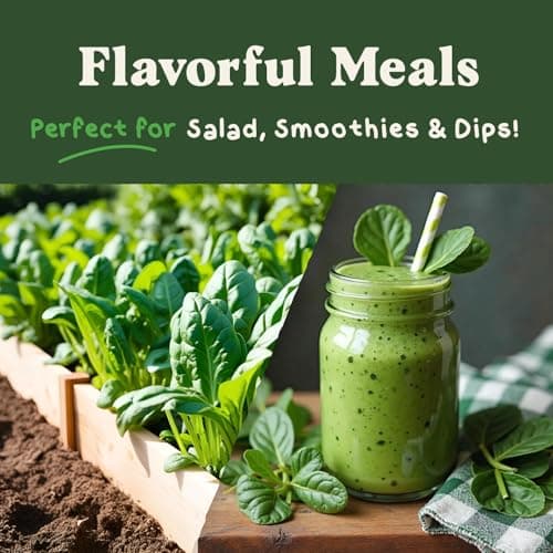 Organic Spinach Seeds for Indoor Gardening or Planting Outdoors, Non-GMO and USDA Certified Vegetable Seed Packets, 350 Seeds/4 Grams (Bloomsdale Spinach)
