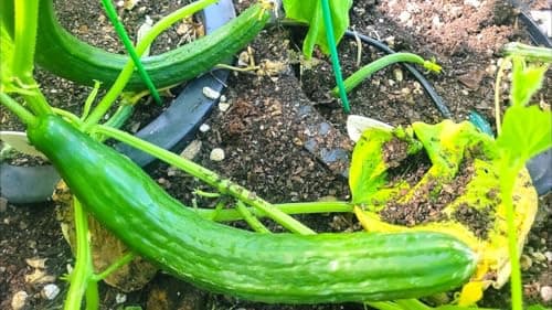 English Telegraph Burpless Cucumber (English Cucumber) Seeds - 30+ Count - for 2025 Planting Hothouse Cucumbers Crisp European Near-Seedless Long Heirloom Vegetable Grow Your Own Home
