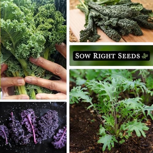 Sow Right Seeds - Kale Seed Collection for Planting - Non-GMO Heirloom Packet with Instructions to Plant and Grow a Home Vegetable Garden, Great Gardening Gift