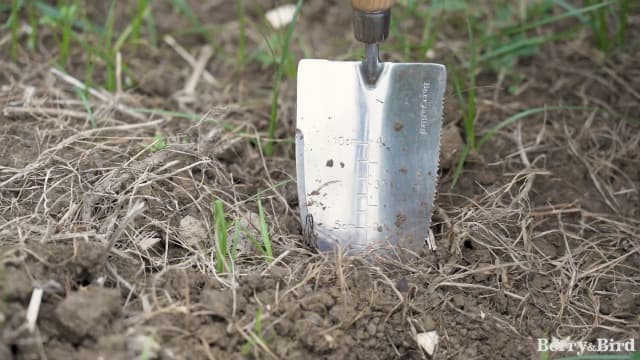 Garden Serrated Planting Trowel, Multifunctional Shovel with ash Wood and Stainless Steel Digging Trowel Transplanter