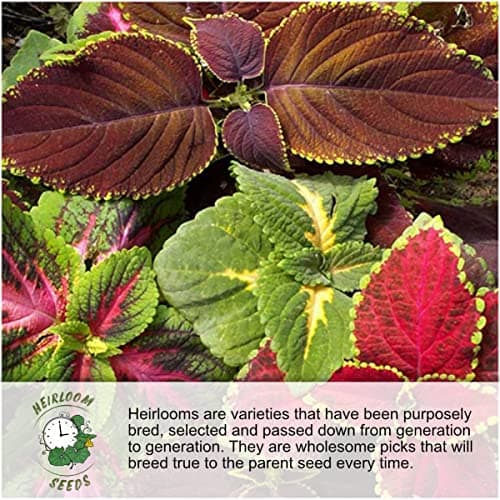 Seed Needs Pollinator Seed Mix Honey Bee Blend Wildflowers | Bulk 1 Ounce 12,500+ Heirloom Seeds 20 Pollinator Friendly Flower Varieties | Help Save the Bees Produces Colorful Blooms | Open Pollinated