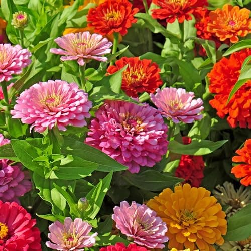 The Old Farmer's Almanac Zinnia Seeds (Dahlia Mix) - Approx 240 Flower Seeds - Non-GMO, Premium, Open Pollinated