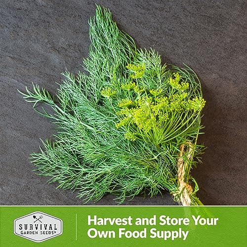 Survival Garden Seeds Compact Dill for Planting - 1 Seed Packet with Instructions to Plant & Grow Container Sized Dwarf Dill Herb Plants in Your Home Garden - Non-GMO Heirloom Variety