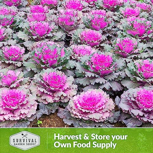 Ornamental Kale Seed for Planting - 1 Packet with Instructions for Growing Ornamental Flowering Kale Plants in Your Home Vegetable Garden - Non-GMO Heirloom Variety - Survival Garden Seeds
