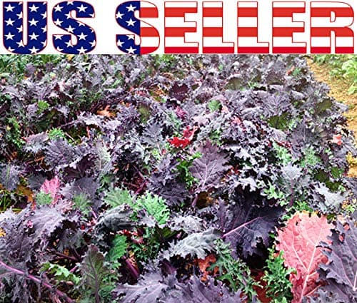 1000 Kale Mixed Seeds, This is a Mix Dwarf Blue Curled, Lacinato Dinosaur, Siberian Dwarf, Russian Red, Heirloom Non-GMO USA Grown