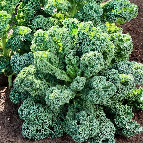 1000 Seeds Kale Seeds for Planting, Heirloom, Non-GMO Vegetable Variety - Great for Indoor, Outdoor Open Pollinated